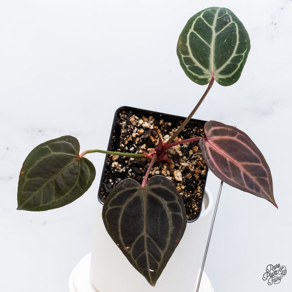 Anthurium Home, Sweet Home '32' x Red Velvet Cake '24' by DocBlock® (wk36-P) *Dark and Vibrant Emergent*
