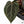 Anthurium Home, Sweet Home '32' x Red Velvet Cake '24' by DocBlock® (wk36-P) *Dark and Vibrant Emergent*