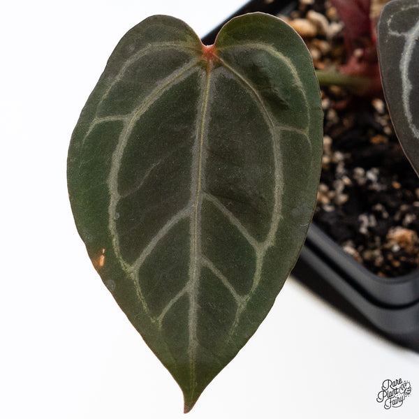 Anthurium Home, Sweet Home '32' x Red Velvet Cake '24' by DocBlock® (wk36-P) *Dark and Vibrant Emergent*