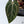 Anthurium Home, Sweet Home '32' x Red Velvet Cake '24' by DocBlock® (wk36-P) *Dark and Vibrant Emergent*