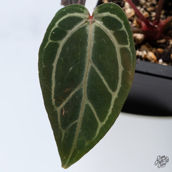 Anthurium Home, Sweet Home '32' x Red Velvet Cake '24' by DocBlock® (wk36-P) *Dark and Vibrant Emergent*