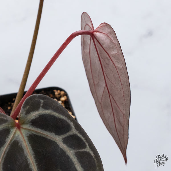 Anthurium Home, Sweet Home '32' x Red Velvet Cake '24' by DocBlock® (wk36-P) *Dark and Vibrant Emergent*