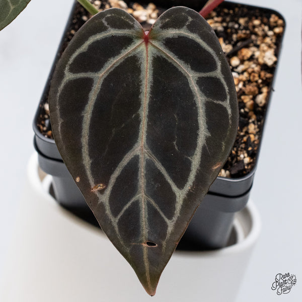 Anthurium Home, Sweet Home '32' x Red Velvet Cake '24' by DocBlock® (wk36-P) *Dark and Vibrant Emergent*