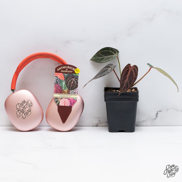 Anthurium Home, Sweet Home '32' x Red Velvet Cake '24' by DocBlock® (wk36-P) *Dark and Vibrant Emergent*