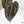 Anthurium Home, Sweet Home '32' x Red Velvet Cake '24' by DocBlock® (wk37-B) *Pink Vein Emergent*
