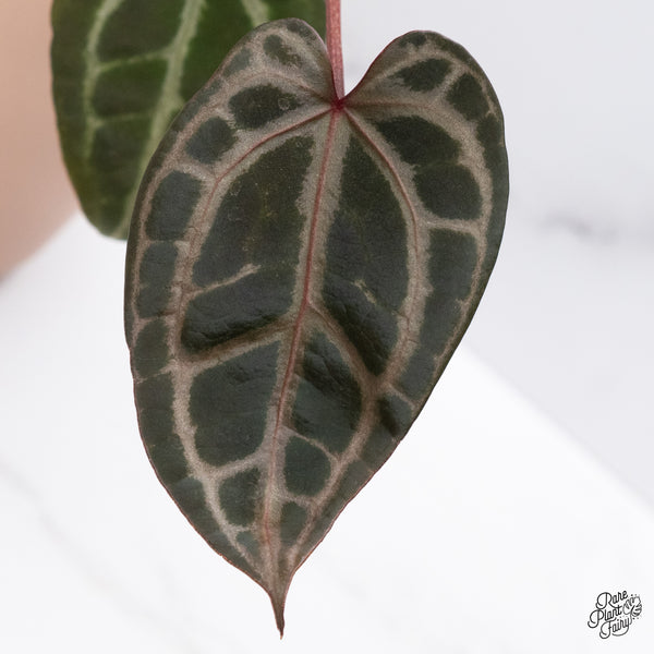 Anthurium Home, Sweet Home '32' x Red Velvet Cake '24' by DocBlock® (wk37-B) *Pink Vein Emergent*