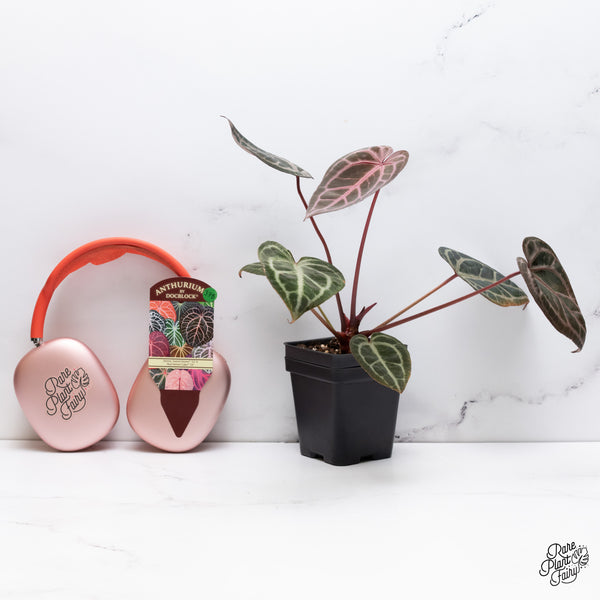 Anthurium Home, Sweet Home '32' x Red Velvet Cake '24' by DocBlock® (wk37-B) *Pink Vein Emergent*