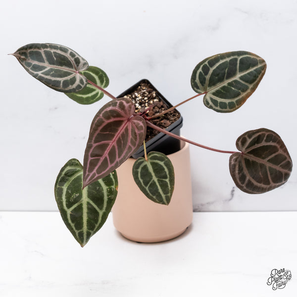 Anthurium Home, Sweet Home '32' x Red Velvet Cake '24' by DocBlock® (wk37-B) *Pink Vein Emergent*