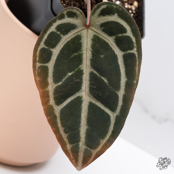 Anthurium Home, Sweet Home '32' x Red Velvet Cake '24' by DocBlock® (wk37-B) *Pink Vein Emergent*