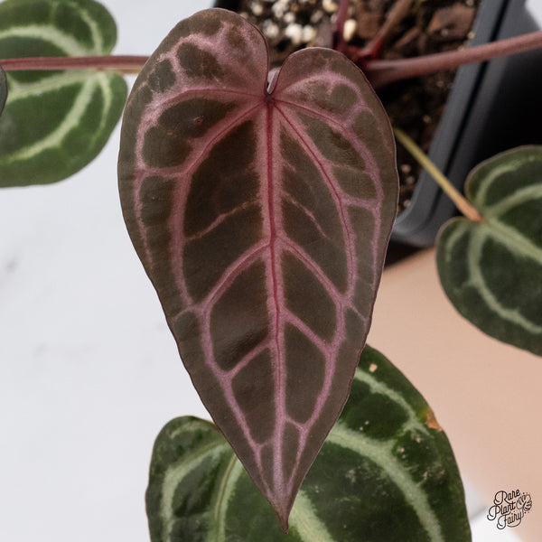 Anthurium Home, Sweet Home '32' x Red Velvet Cake '24' by DocBlock® (wk37-B) *Pink Vein Emergent*