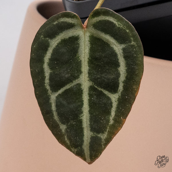 Anthurium Home, Sweet Home '32' x Red Velvet Cake '24' by DocBlock® (wk37-B) *Pink Vein Emergent*
