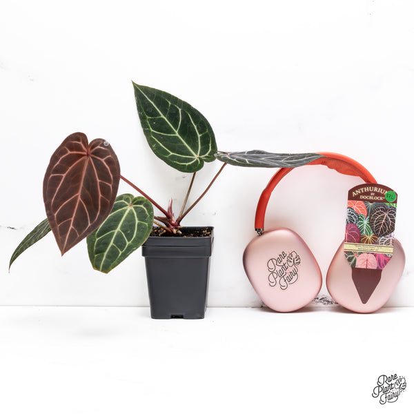 Anthurium Home, Sweet Home '32' x Red Velvet Cake '24' by DocBlock® (wk37-L) *Dark and VIbrant Emergent*
