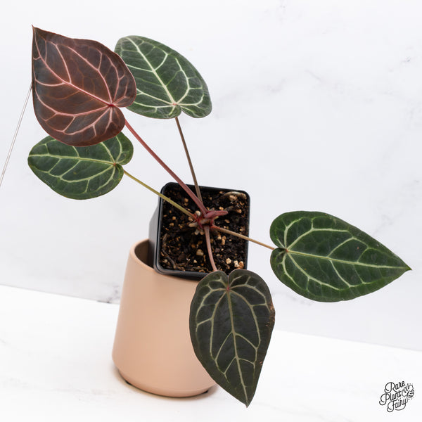 Anthurium Home, Sweet Home '32' x Red Velvet Cake '24' by DocBlock® (wk37-L) *Dark and VIbrant Emergent*