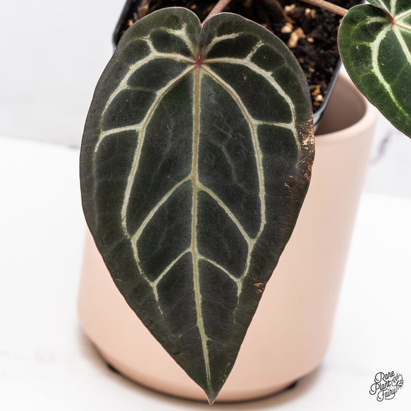 Anthurium Home, Sweet Home '32' x Red Velvet Cake '24' by DocBlock® (wk37-L) *Dark and VIbrant Emergent*