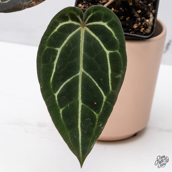 Anthurium Home, Sweet Home '32' x Red Velvet Cake '24' by DocBlock® (wk37-L) *Dark and VIbrant Emergent*
