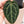 Anthurium Home, Sweet Home '32' x Red Velvet Cake '24' by DocBlock® (wk37-L) *Dark and VIbrant Emergent*
