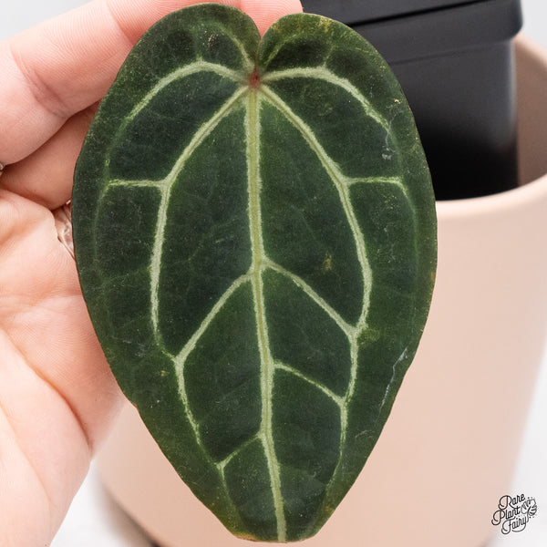 Anthurium Home, Sweet Home '32' x Red Velvet Cake '24' by DocBlock® (wk37-L) *Dark and VIbrant Emergent*