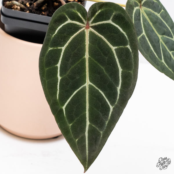 Anthurium Home, Sweet Home '32' x Red Velvet Cake '24' by DocBlock® (wk37-L) *Dark and VIbrant Emergent*