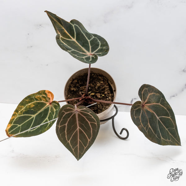 Anthurium Home, Sweet Home '32' x Red Velvet Cake '24' by DocBlock® Variegated (wk51-UH)