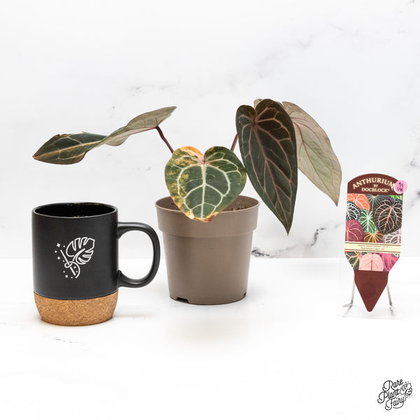 Anthurium Home, Sweet Home '32' x Red Velvet Cake '24' by DocBlock® Variegated (wk51-UH)