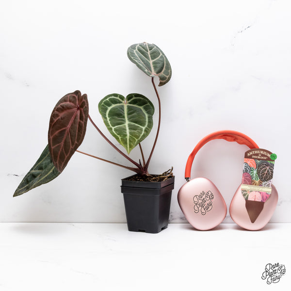 Anthurium Home, Sweet Home '32' x Red Velvet Cake '24' by DocBlock® (wk37-C) *Dark and VIbrant Emergent*