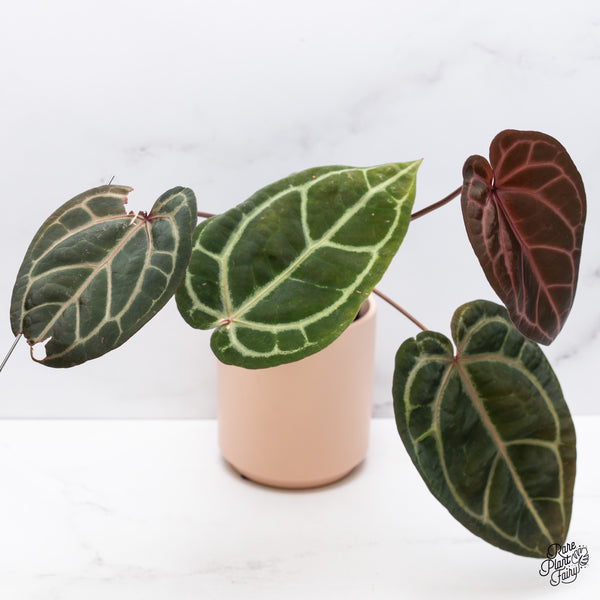 Anthurium Home, Sweet Home '32' x Red Velvet Cake '24' by DocBlock® (wk37-C) *Dark and VIbrant Emergent*