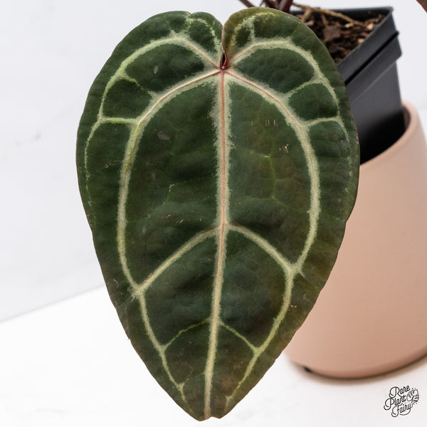Anthurium Home, Sweet Home '32' x Red Velvet Cake '24' by DocBlock® (wk37-C) *Dark and VIbrant Emergent*
