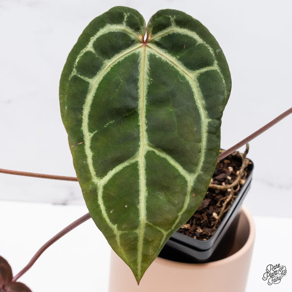 Anthurium Home, Sweet Home '32' x Red Velvet Cake '24' by DocBlock® (wk37-C) *Dark and VIbrant Emergent*
