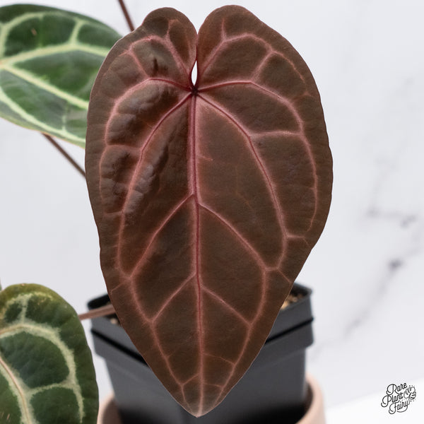 Anthurium Home, Sweet Home '32' x Red Velvet Cake '24' by DocBlock® (wk37-C) *Dark and VIbrant Emergent*