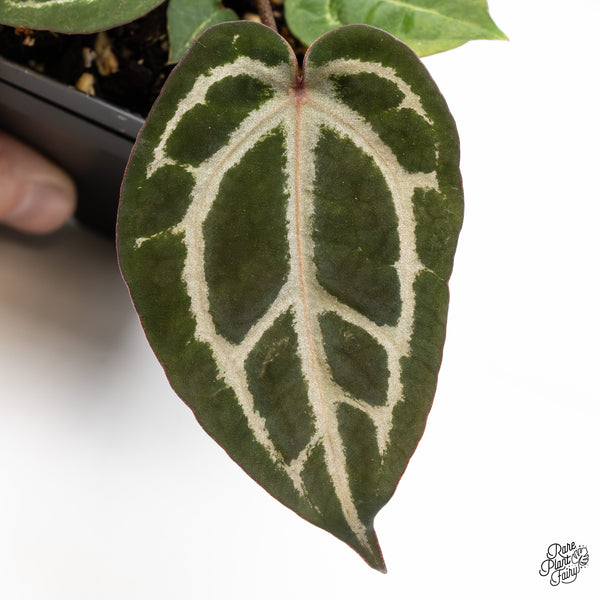 Anthurium Home, Sweet Home '32' x Zara '14' by DocBlock® (wk45-F)