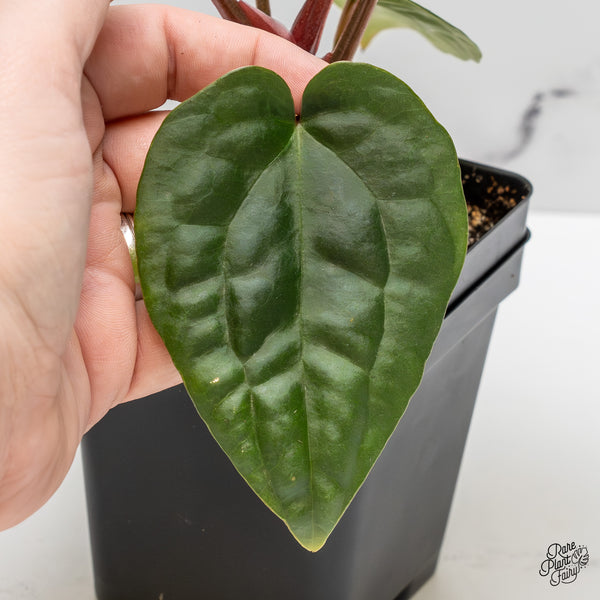 Anthurium 'Luxurians' x ('Zara' x 'Michelle') by DocBlock® (wk52-D)