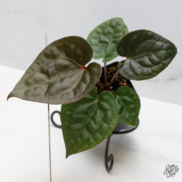 Anthurium 'Luxurians' x ('Zara' x 'Michelle') by DocBlock® (wk48-F)