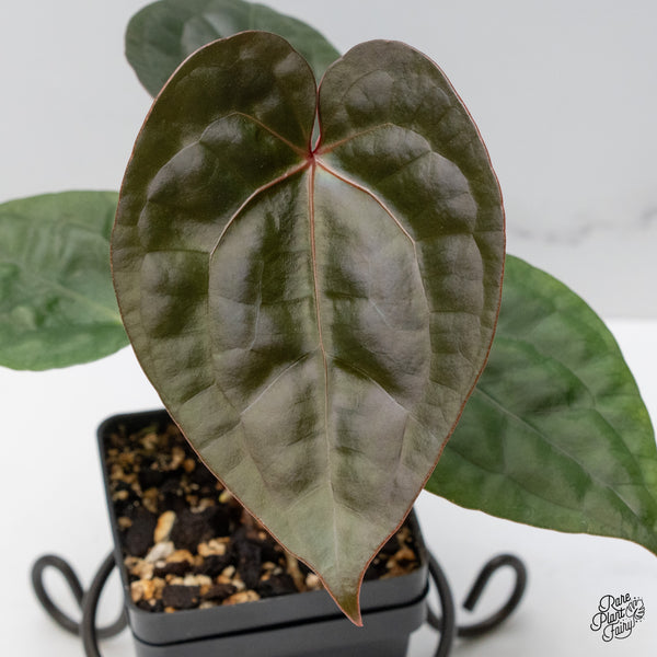 Anthurium 'Luxurians' x ('Zara' x 'Michelle') by DocBlock® (wk48-F)