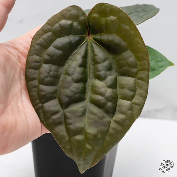 Anthurium 'Luxurians' x ('Zara' x 'Michelle') by DocBlock® (wk46-I)