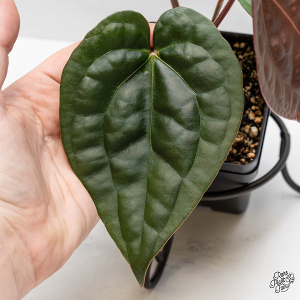 Anthurium 'Luxurians' x ('Zara' x 'Michelle') by DocBlock® (wk47-S)