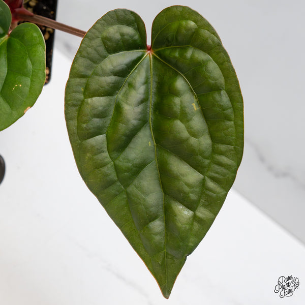 Anthurium 'Luxurians' x ('Zara' x 'Michelle') by DocBlock® (wk47-S)