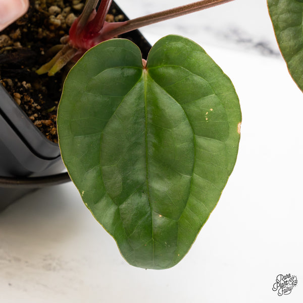 Anthurium 'Luxurians' x ('Zara' x 'Michelle') by DocBlock® (wk47-S)