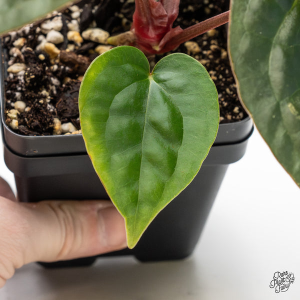Anthurium 'Luxurians' x ('Zara' x 'Michelle') by DocBlock® (wk51-R)