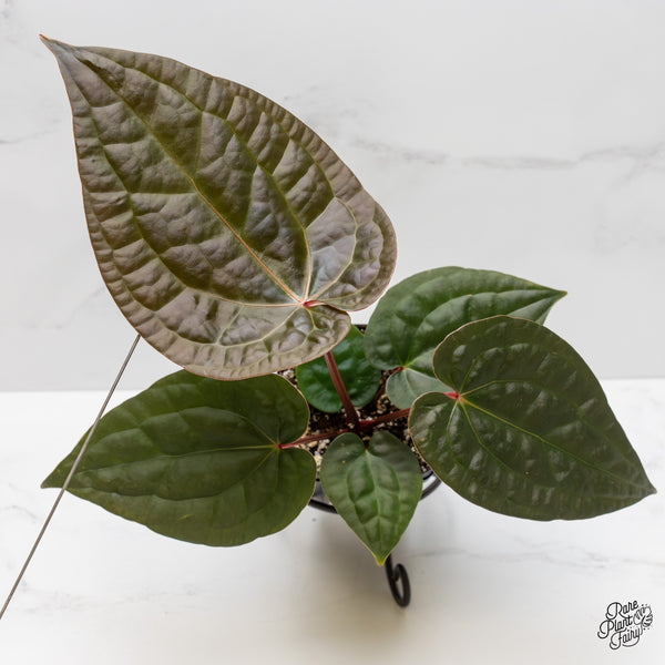 Anthurium 'Luxurians' x ('Zara' x 'Michelle') by DocBlock® (wk1-G)