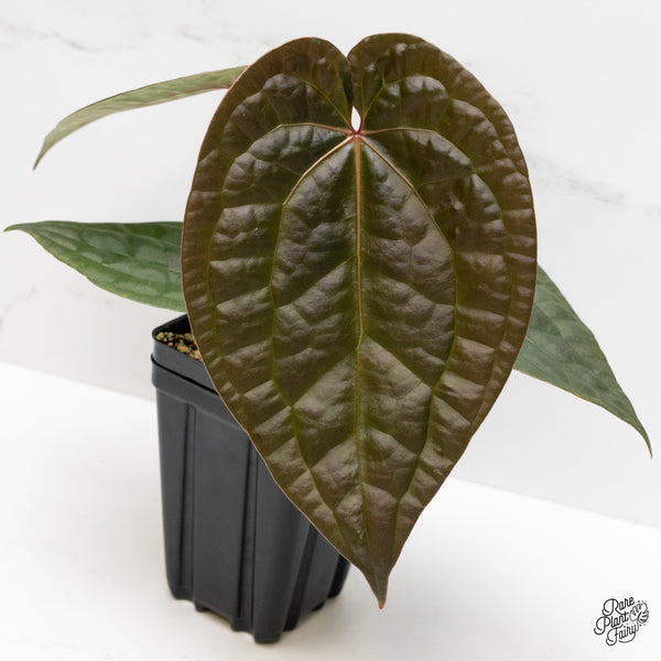 Anthurium 'Luxurians' x ('Zara' x 'Michelle') by DocBlock® (wk1-G)
