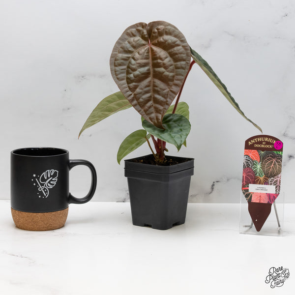 Anthurium 'Luxurians' x ('Zara' x 'Michelle') by DocBlock® (wk48-L)