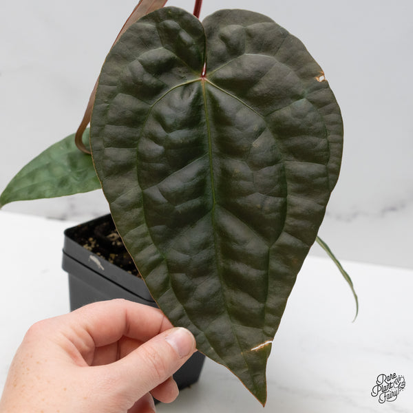 Anthurium 'Luxurians' x ('Zara' x 'Michelle') by DocBlock® (wk48-L)
