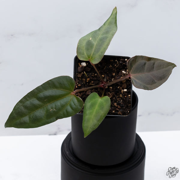 Anthurium DocBlock Lynette '18' x Dark & Handsome '9' by DocBlock® *Very Dark* (wk32-B)