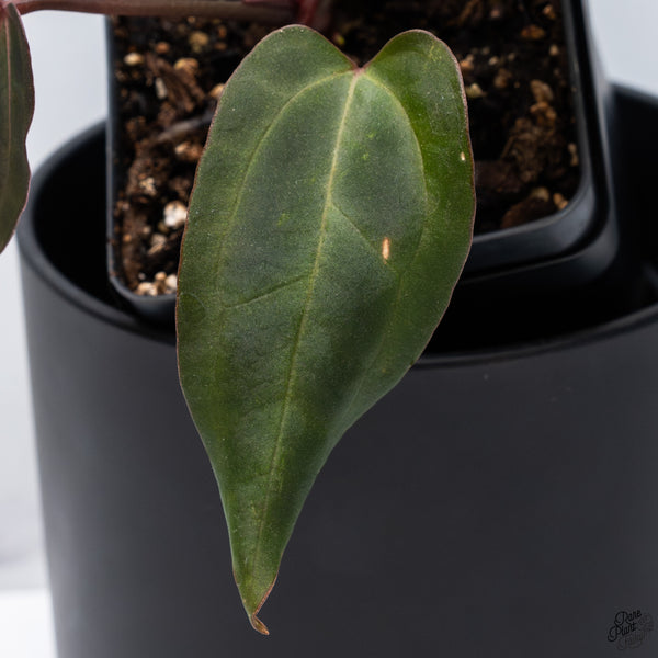 Anthurium DocBlock Lynette '18' x Dark & Handsome '9' by DocBlock® *Very Dark* (wk32-B)