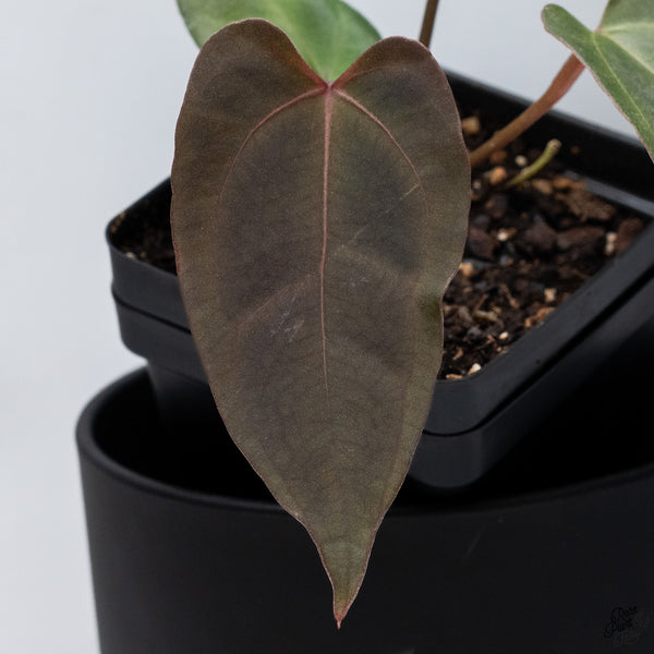 Anthurium DocBlock Lynette '18' x Dark & Handsome '9' by DocBlock® *Very Dark* (wk32-B)