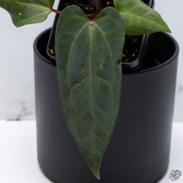 Anthurium DocBlock Lynette '18' x Dark & Handsome '9' by DocBlock® *Very Dark* (wk32-B)