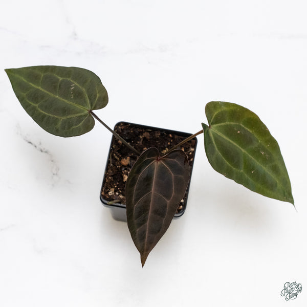 Anthurium DocBlock Lynette '18' x Dark & Handsome '9' by DocBlock® (wk34-L) *Very Dark*