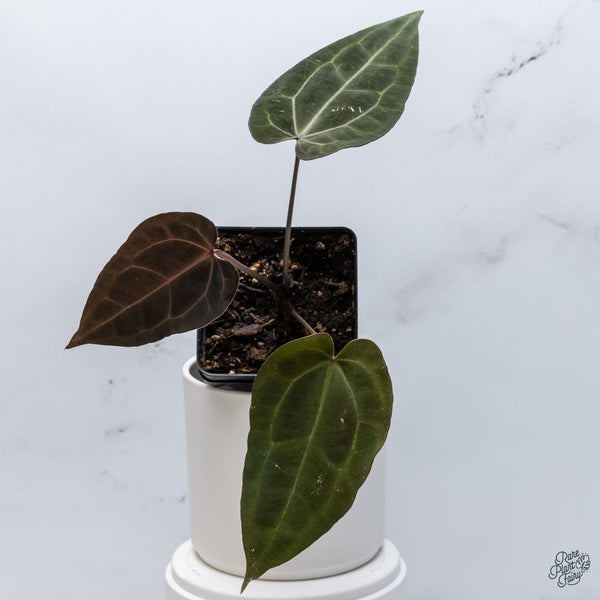 Anthurium DocBlock Lynette '18' x Dark & Handsome '9' by DocBlock® (wk34-L) *Very Dark*