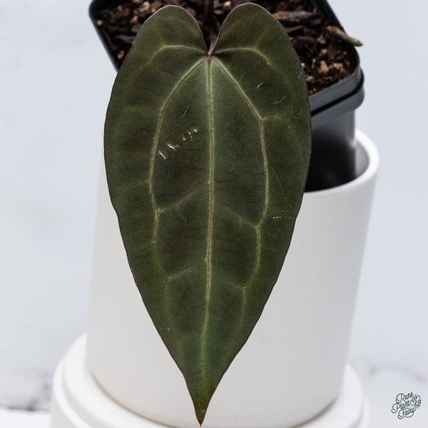Anthurium DocBlock Lynette '18' x Dark & Handsome '9' by DocBlock® (wk34-L) *Very Dark*