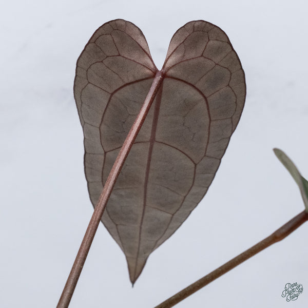 Anthurium DocBlock Lynette '18' x Dark & Handsome '9' by DocBlock® (wk34-L) *Very Dark*